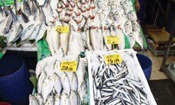 ‘Vira Bismillah’ Palamut 15 Lira