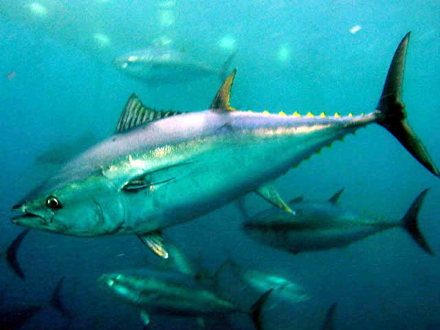 40 yıl ömürleri kaldı!