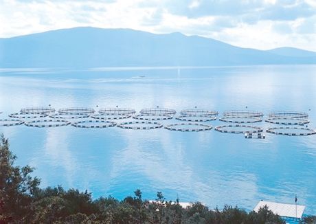 Yunanlıların Gözü Türk Balık Çiftliklerinde