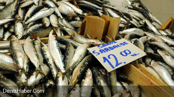 Denizde Balık Bol Ama...