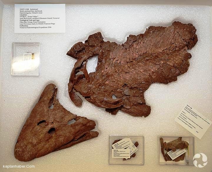 375 milyon yıllık balık fosili sergiye konuldu