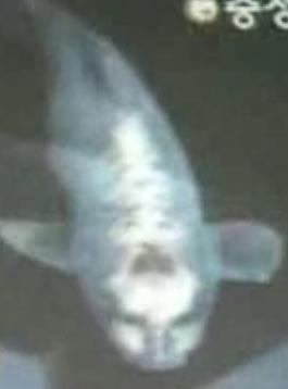 Bu Balik  İnsana  Çok Benziyor!