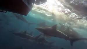 Köpek balığı sürüsü tekneye takıldı