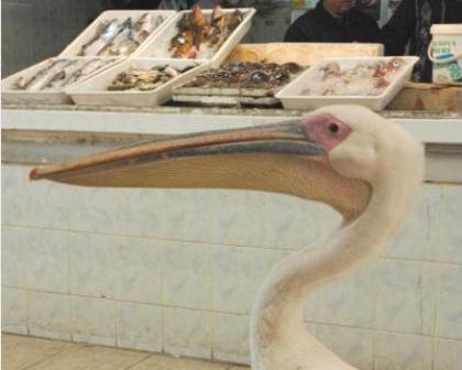 Balıklara Birinci Sınıf Koruma