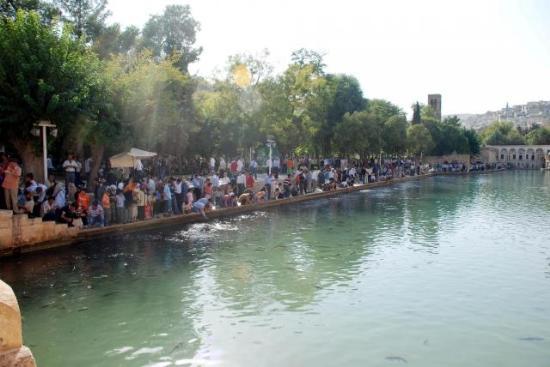 Balıklı Gölde Balıklar Diyet Yapacak