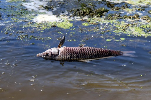 Samsun'da toplu balık ölümleri
