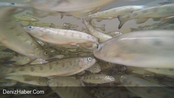Geleceğin Balık Yetiştirme Yöntemleri