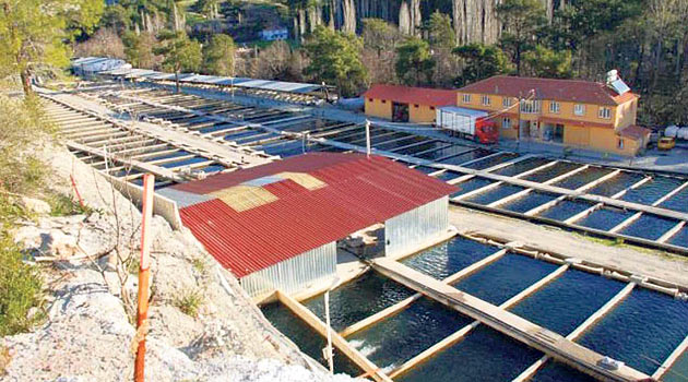 Gana&#039;ya Balık Yemi Fabrikası Kurulacak