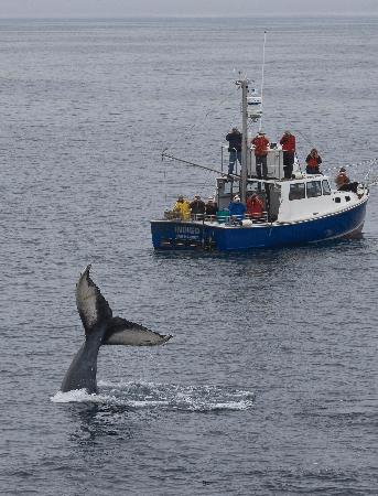 Balinaların Sosyal Hayatı Bitiyor