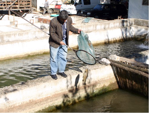 Balıkta ihracat engeli kalkıyor.