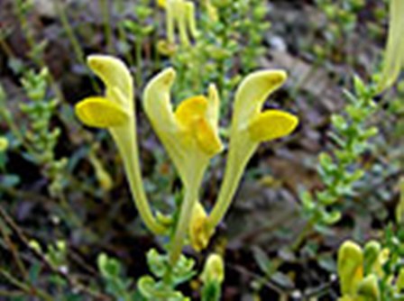 Yeni Bir Bitki Türü Keşfedildi