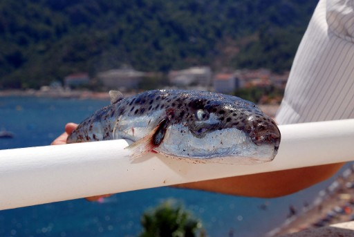 Marmaris&#039;te Oltaya Balon Balığı Takıldı