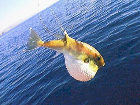 Balon Balığı Ege&#039;ye Kadar Geldi