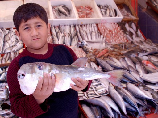 Balon Balığının Avlanması Yasaklandı