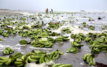 Ada Sahillerinde Muz Bayramı