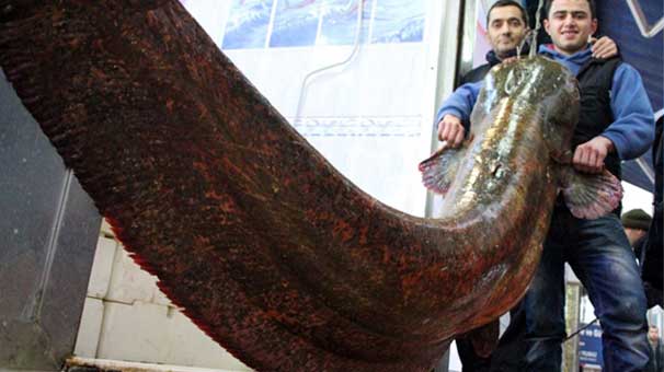 Barajdan 210 Kiloluk Yayın Balığı Çıktı