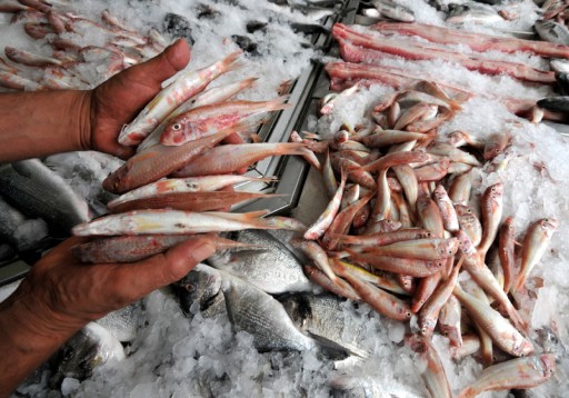 Akdeniz'de kasalar barbunla doldu