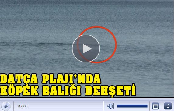 Deniz TV: Bodrum'da Köpekbalığı Dehşeti