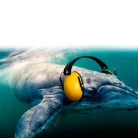 Okyanuslardaki Yeni Tehlike