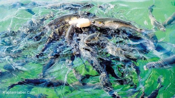 Boğaz’ı kefal sürüleri bastı