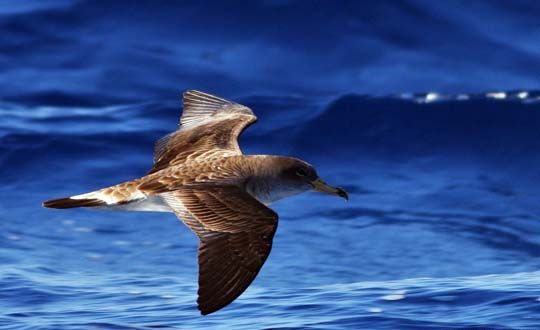 Akdeniz&#039;in Albatrosları Seferihisar&#039;da Keşfedildi