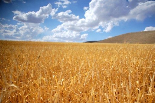 Buğday Fiyatı En Az 80 Ykr Olmalı