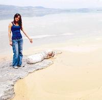 Binlerce Burduricus Ölerek Kıyıya Vurdu