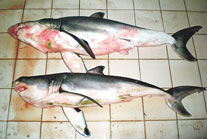 Türk Sularında Büyük Beyaz Korkusu