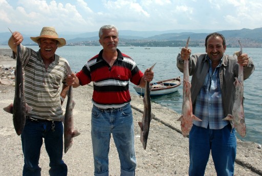 Kocaeli'de Oltayla 6 Camgöz