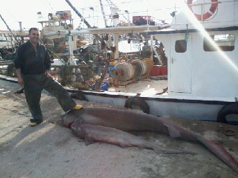 Marmara&#039;da 2 köpek balığı yakalandı