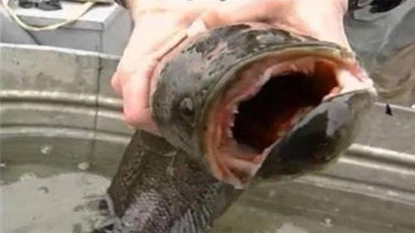 Ekosistemi İstila Ediyor