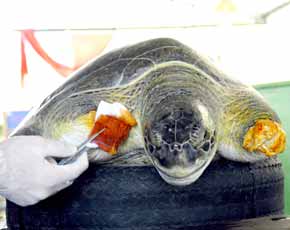 İskenderun Körfezinde Ölü Caretta