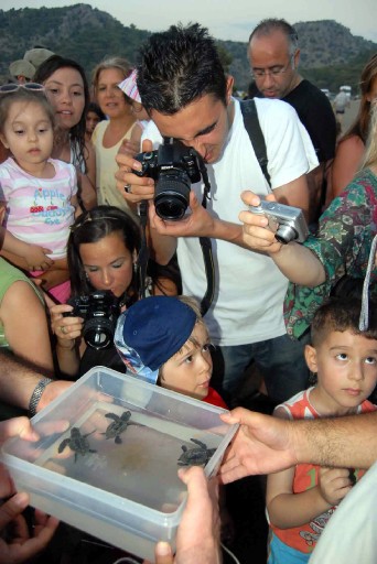 Yavru Caretta Carettalar Yumurtadan Çıktı