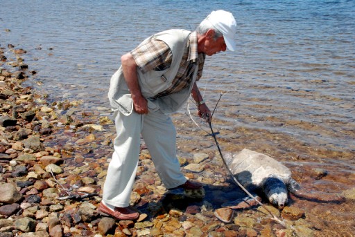 Ayvalık'ta Ölü Caretta Sahile Vurdu