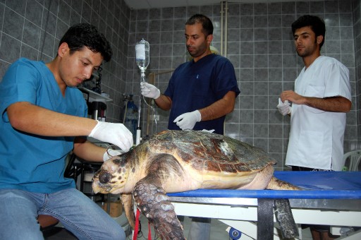 Yaralı Caretta Yaşama Döndü