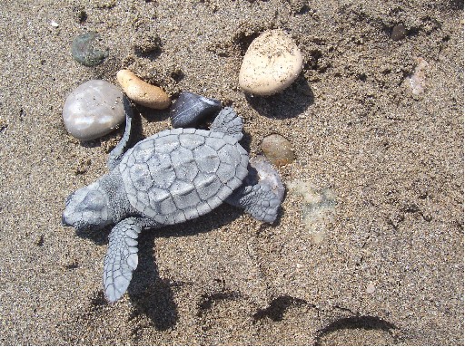 Caretta Carettalar Denizle Buluştu