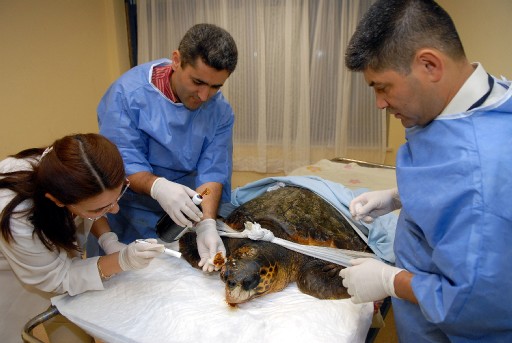 Denize Tek Gözle Dönecek