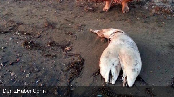 Çift Başlı Yunus Sahile Vurdu