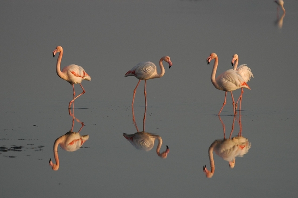 Cennet Daha da Büyüyecek