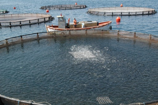 "Balık Kirli Ortamda Yaşamaz"