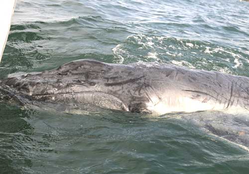 Yatı annesi sanan yavru balina uyutulacak