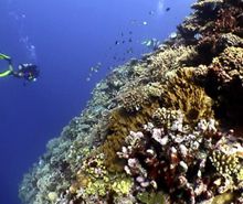 Mercan Kayalıkları Alarm Veriyor