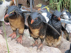 Bülbül Adasında Çevre Felaketi