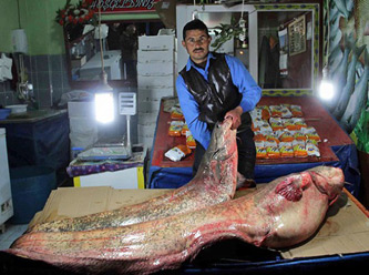 100 Kiloluk Dev Balık Yakalandı