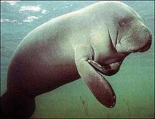 Mersin'de Deniz İneği Fosili Bulundu