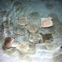 Japonlar Demre'de Kalkan Balığı Üretiyor