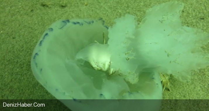 Yaşam Savaşı Su Altı Kameralarında