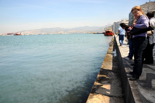 Körfezi Denizanaları İstila Etti