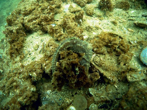 Konak&#039;ta  Denize Deniz Atı Geldi