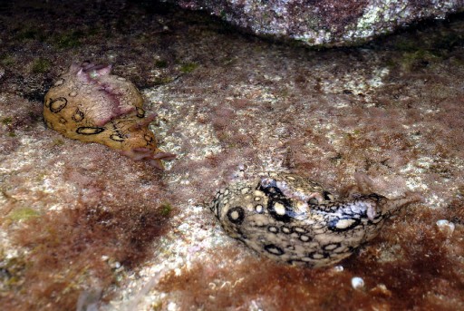 Deniz Tavşanları Doğal Havuzları Sevdi